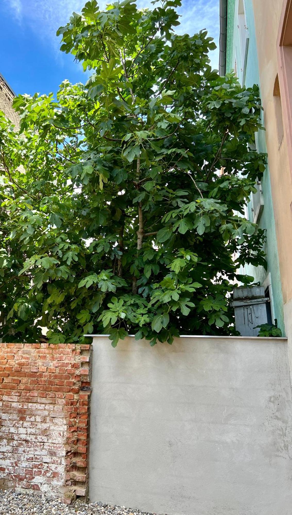 Rs-0 - Appartement F2 Au Rdc A Mulhouse Pour 1-3 Pers 外观 照片